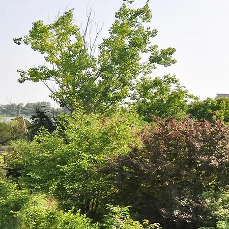 Antos Deluxe * 康斯坦察